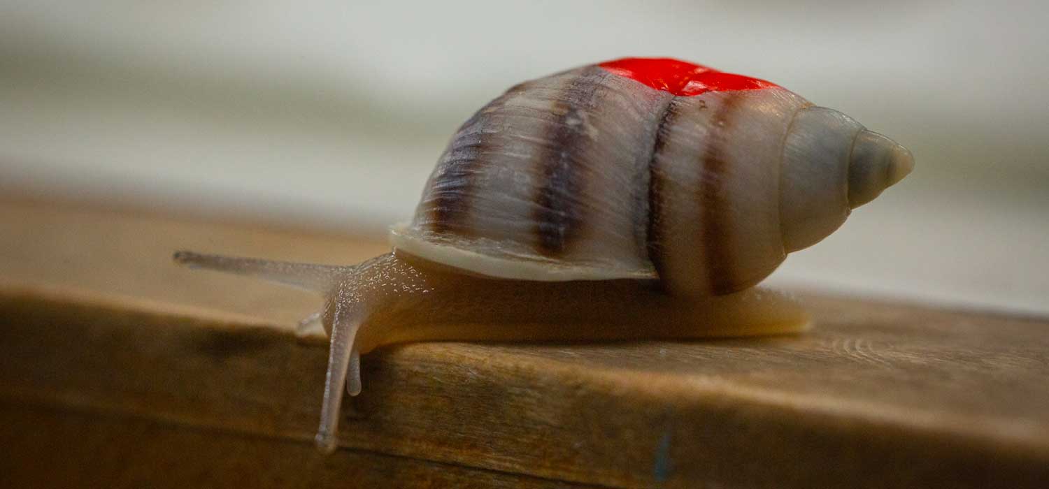 Partula Snail ZSL London Zoo