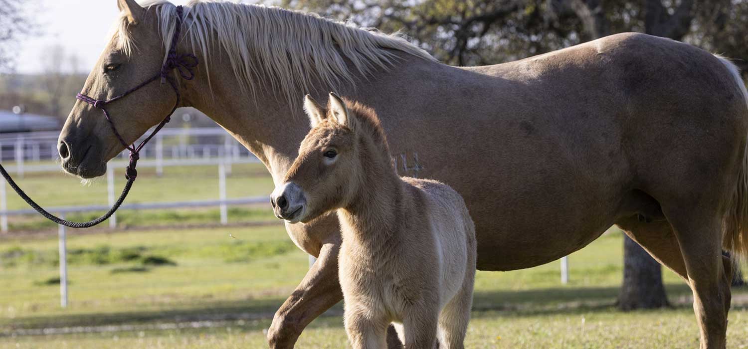 Cloned Przewalski's Horse San Diego Zoo Safari Park