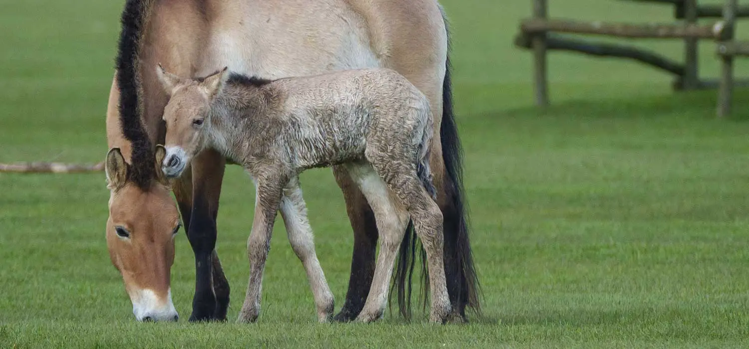 Przewalski's Wild Horse born at ZSL Whipsnade Zoo