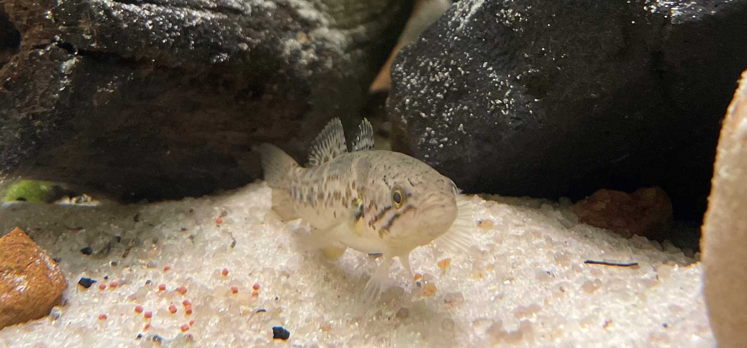 Purple Spotted Gudgeon Bred at SEA LIFE Melbourne Aquarium