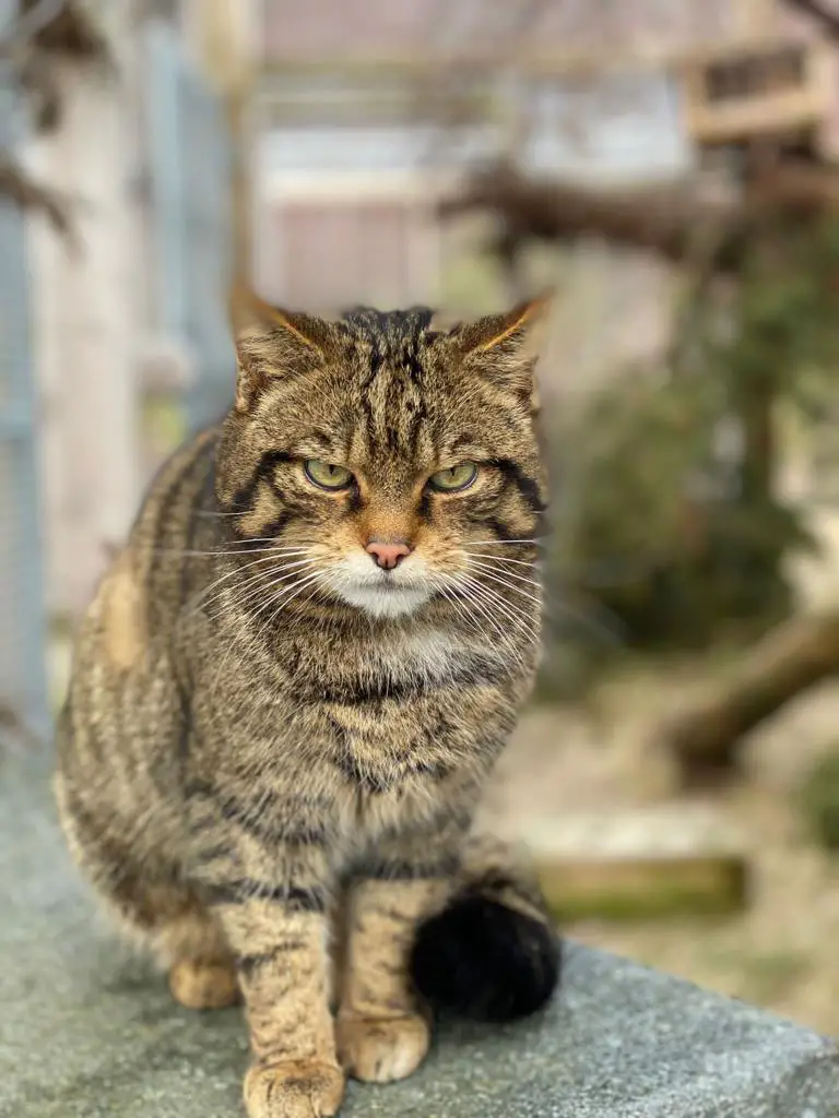 Scottish Wildcat Release Highland Wildlife Park