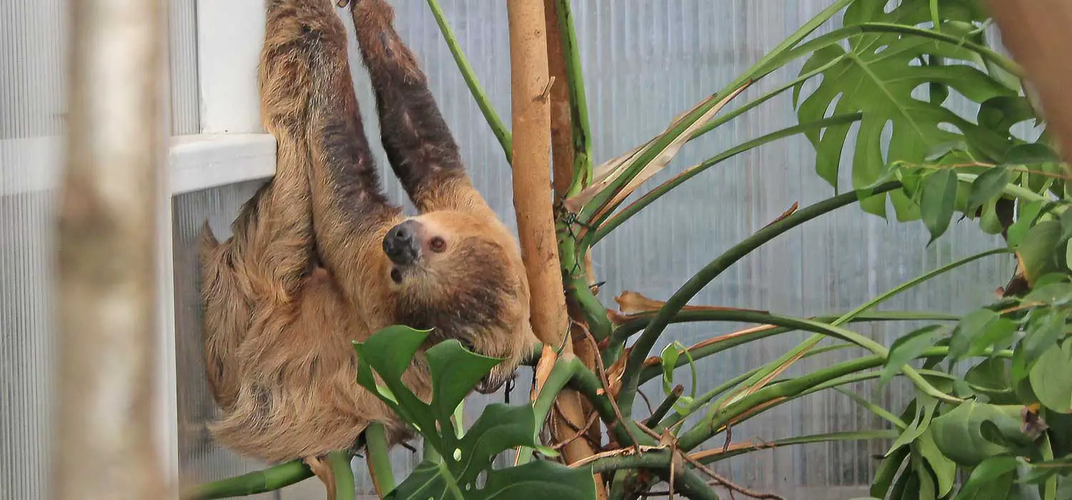 Sloth Snug at Belfast Zoo
