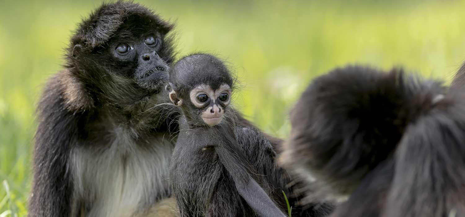 Spider Monkey Infant Taronga Western Plains Zoo