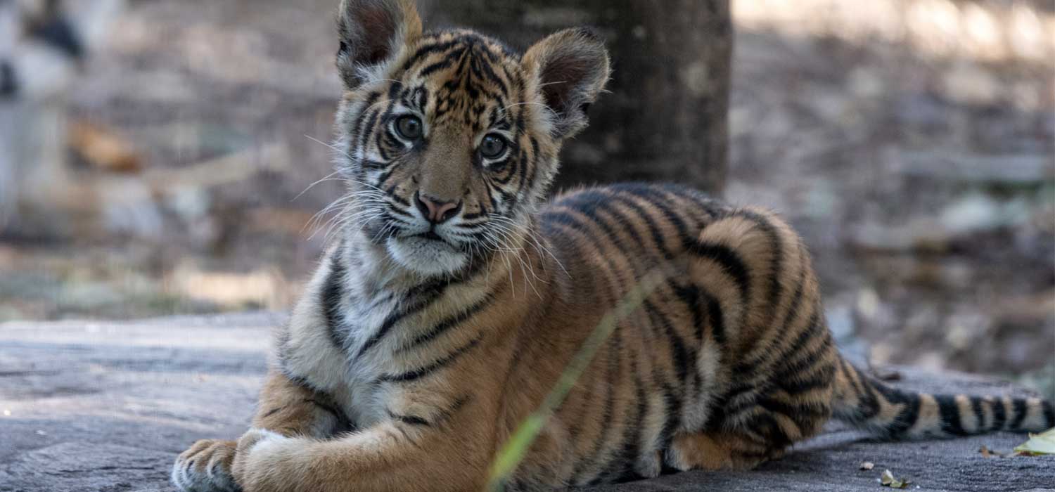 Sumatran Tiger Cubs Adelaide Zoo