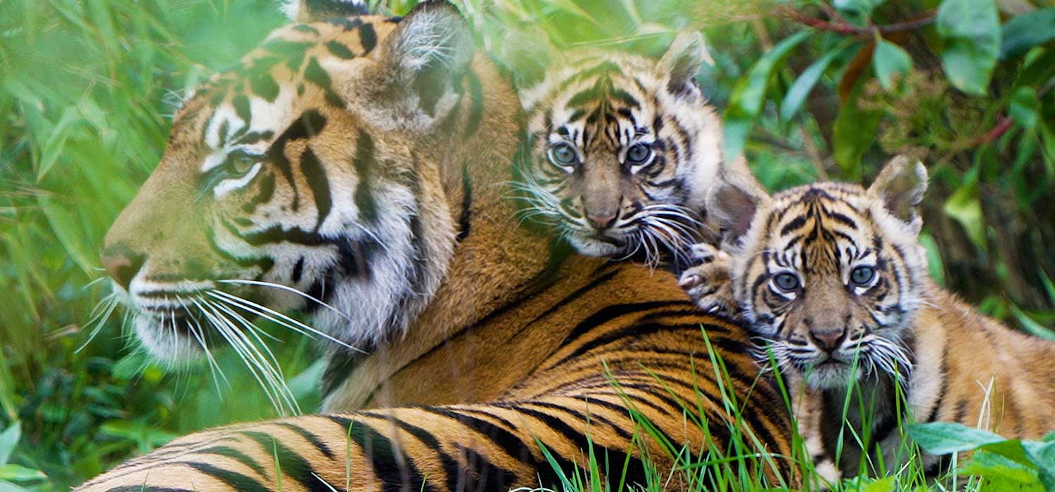 Sumatran Tiger Cubs at Chester Zoo