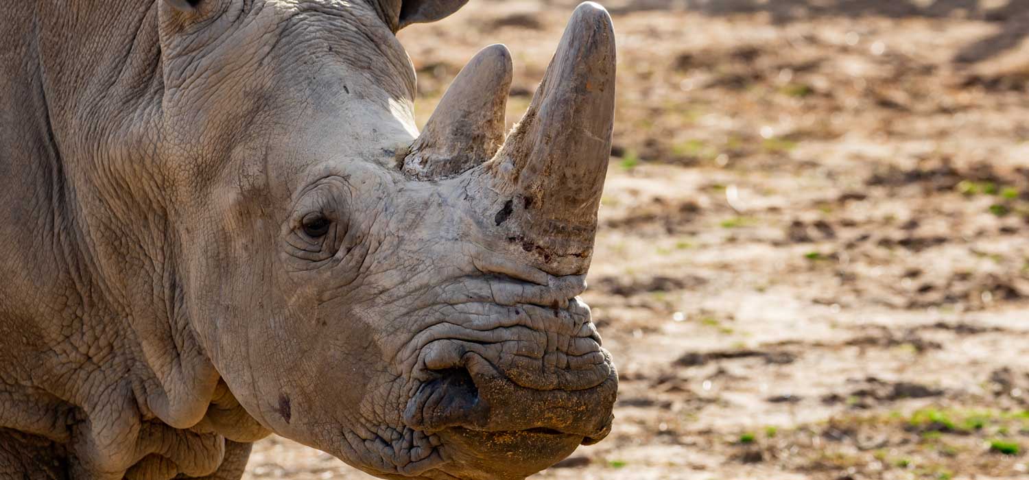 Tulsa Zoo Farewell Southern White Rhinoceros