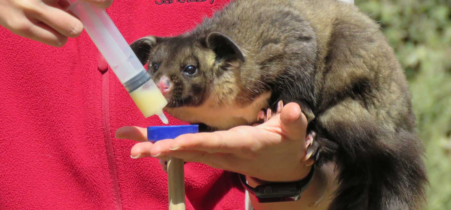 YellowBellied Glider The Animal Facts Appearance, Diet, Habitat