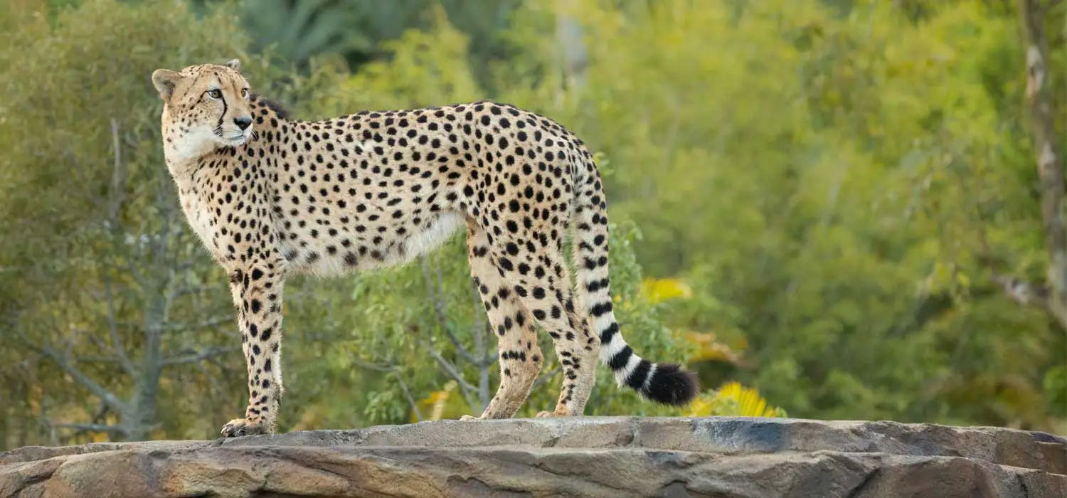 Cheetah Grasslands Open at Australia Zoo