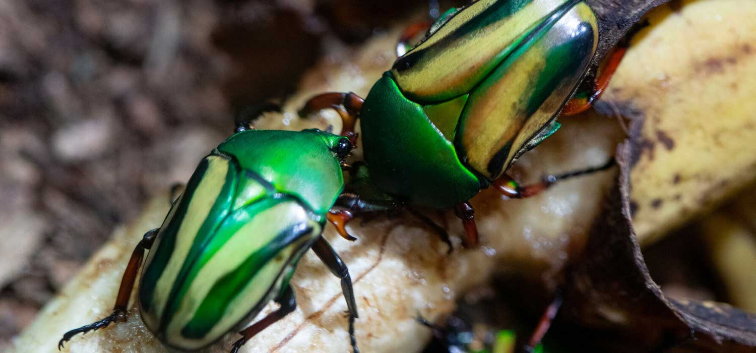 Bug World Reopens at Woodland Park Zoo