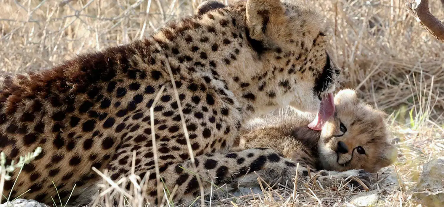 Cheetah Cubs Step Outside Monarto Safari Park