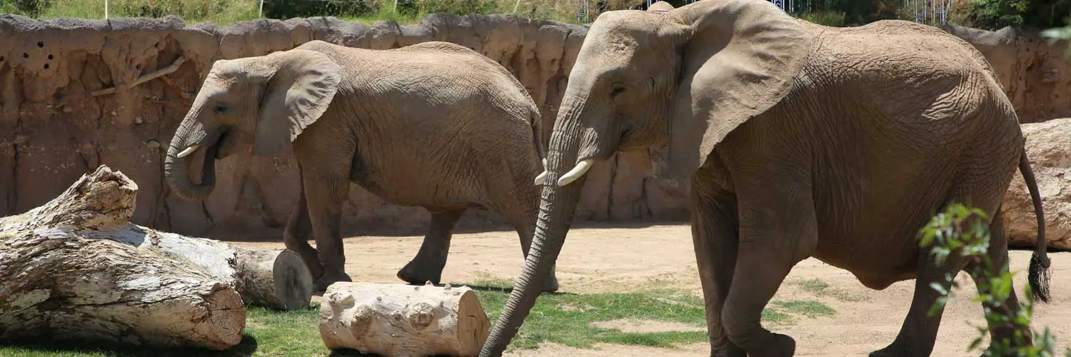 Reid Park Zoo African Elephant Pregnancy
