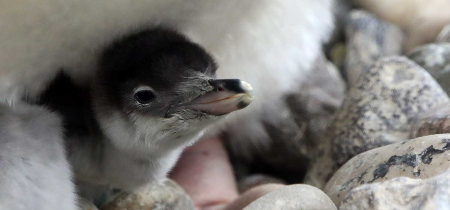 Gentoo Penguin Chicks at RZSS Edinburgh Zoo