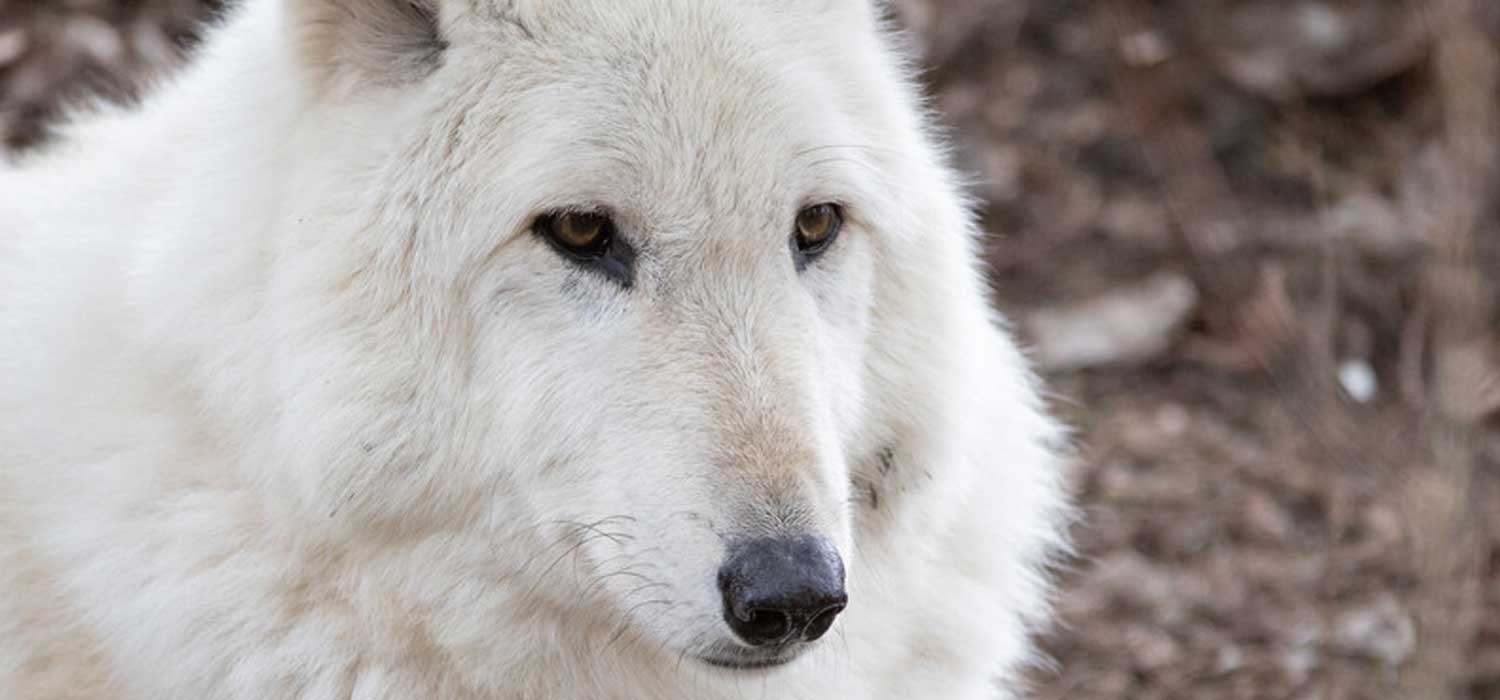 Gray Wolf Passes During Treatment at Woodland Park Zoo