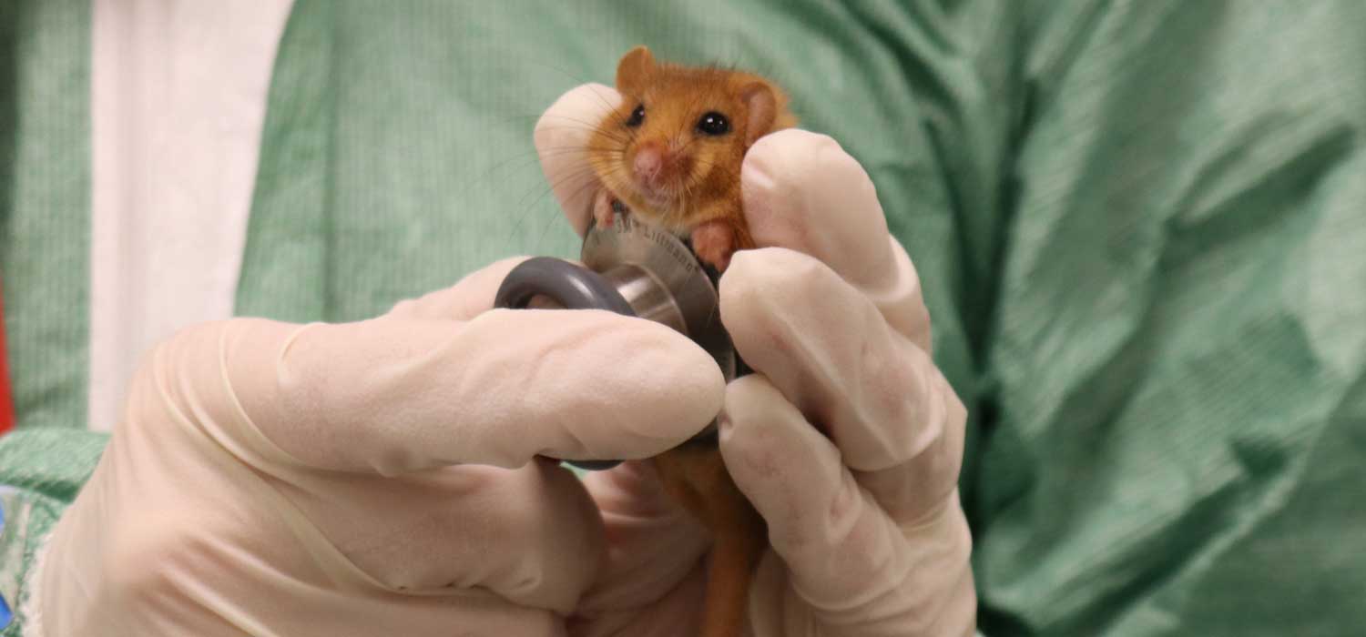 Rare Hazel Dormice Health Check at ZSL London Zoo