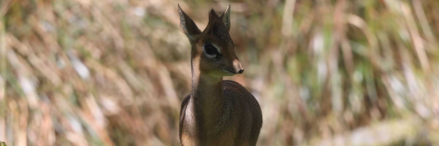 Kirk's Dik Dik Calf at RZSS Edinburgh Zoo