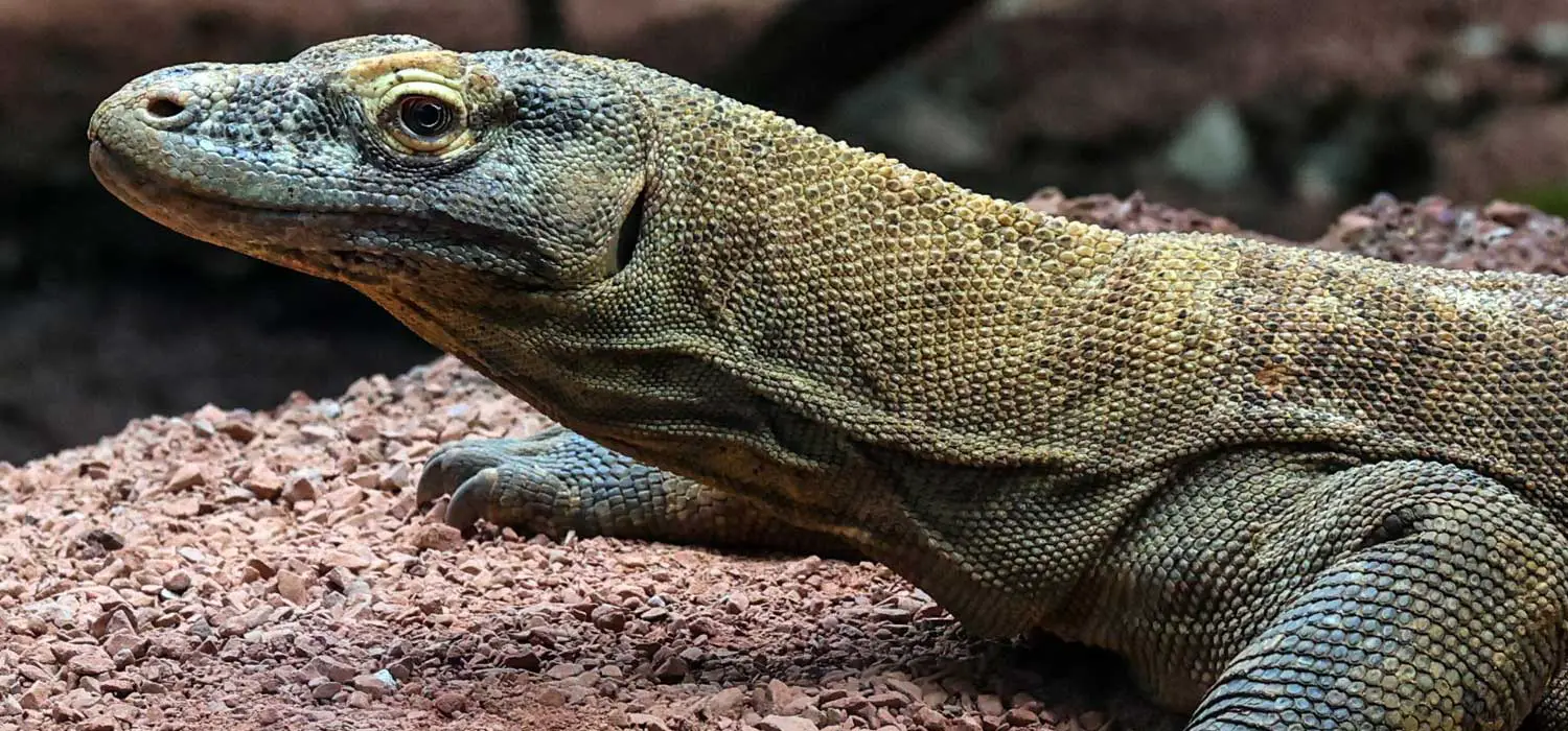 Komodo Dragon Arrives at ZSL London Zoo