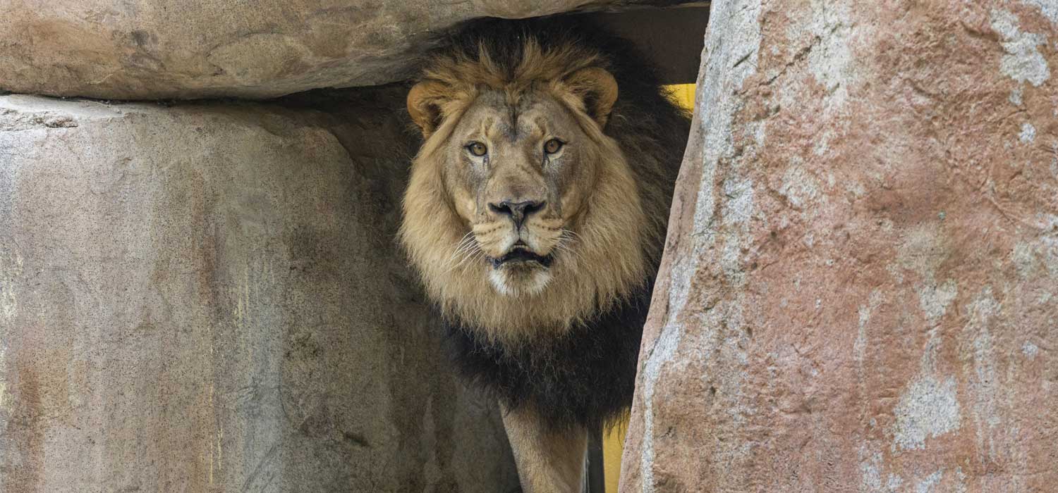 New Lion Arrives at San Diego Zoo Safari Park