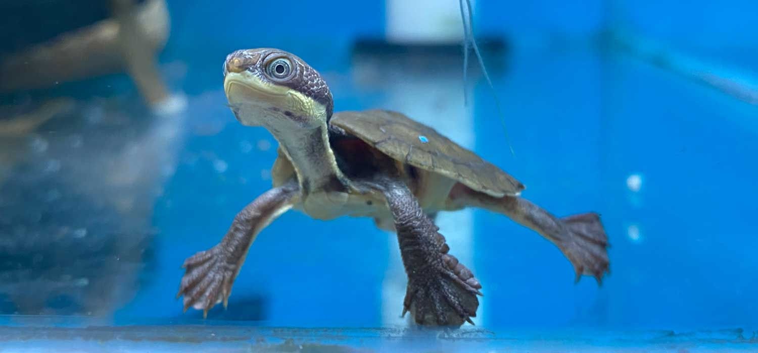 Manning River Turtle Breeding Aussie Ark-Australian Reptile Park