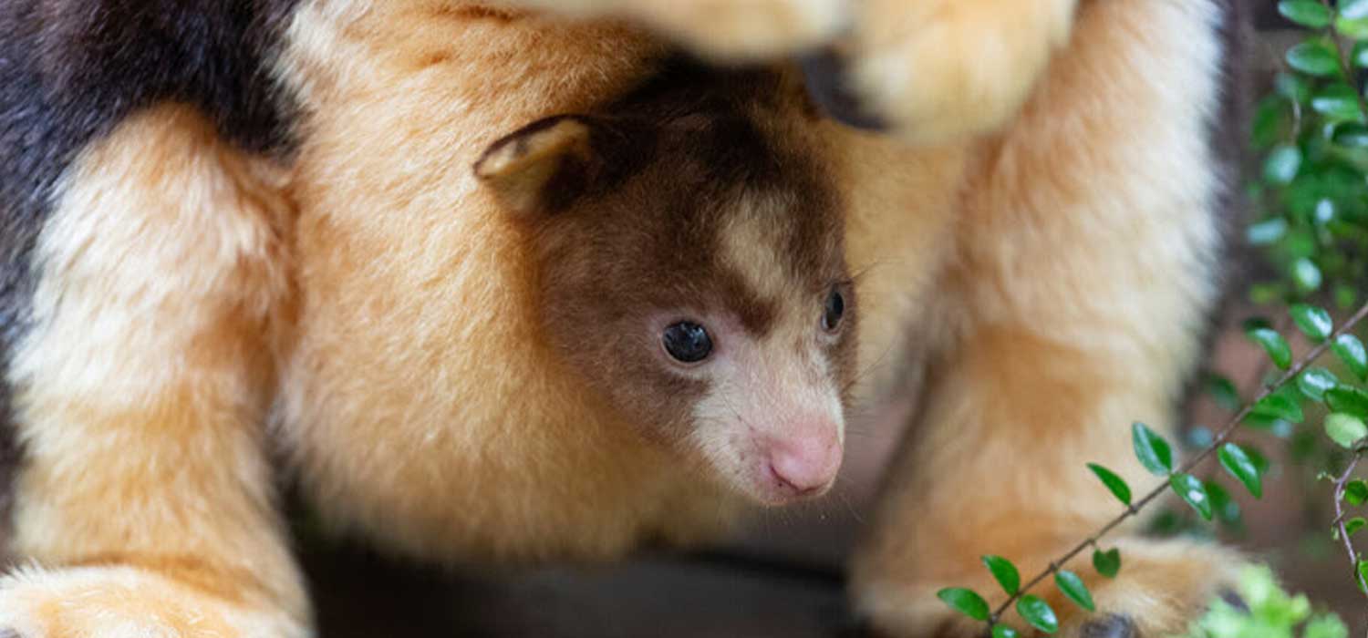 Matschie's Tree Kangaroo Joey Woodland Park Zoo