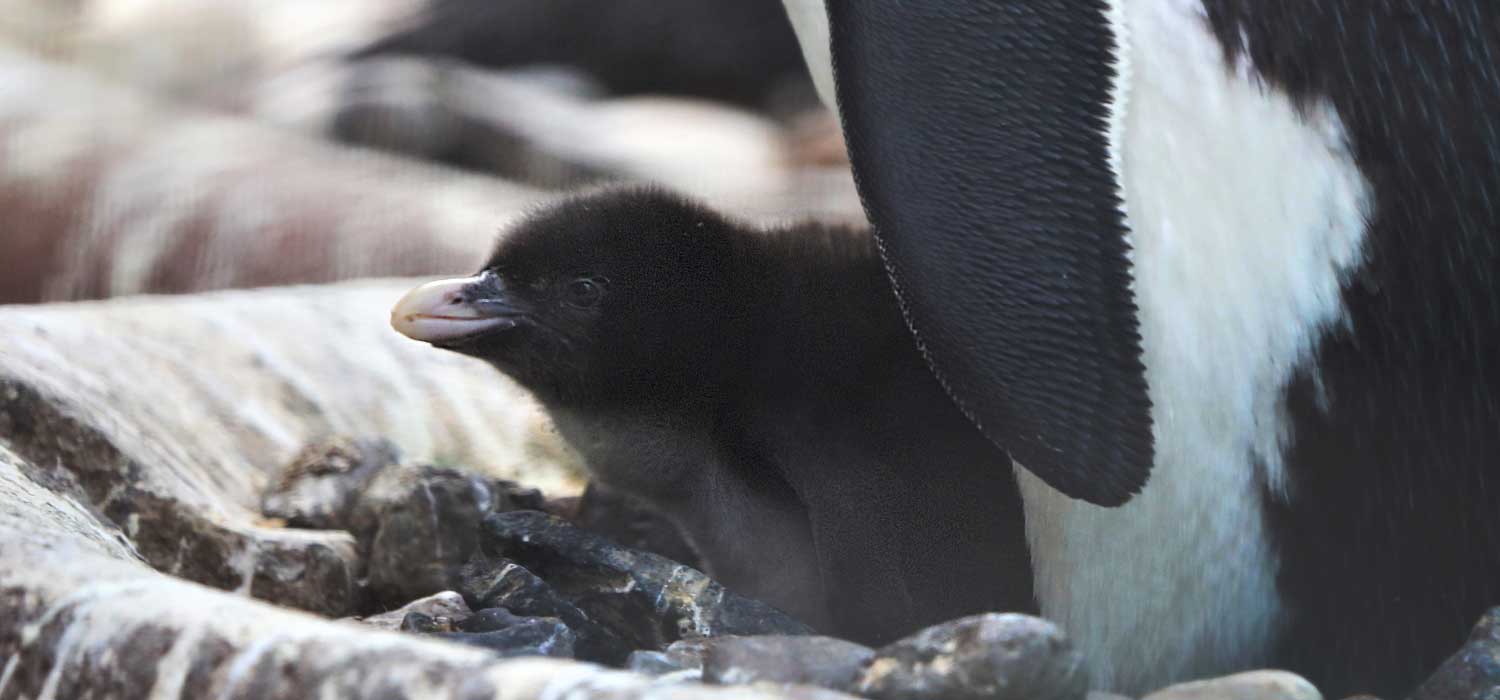 Northern Rockhopper Penguin Chick Edinburgh Zoo
