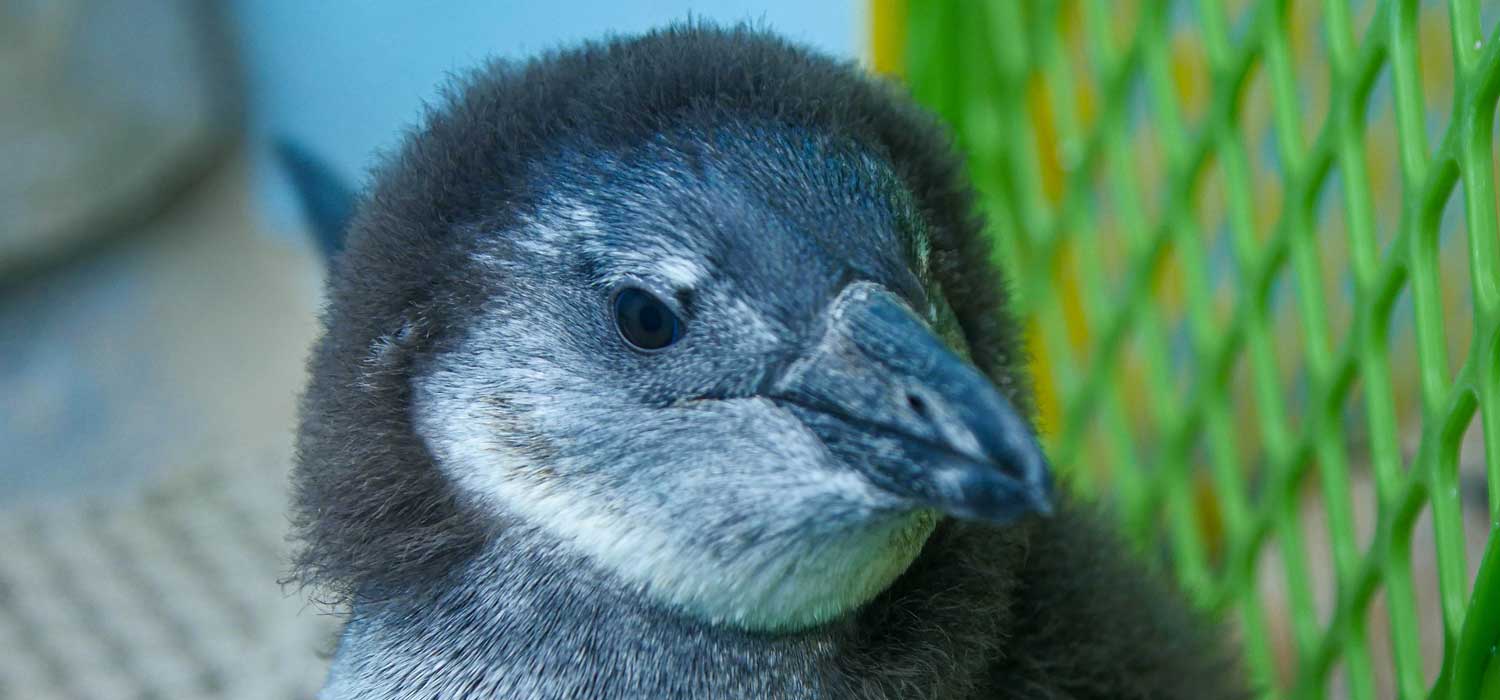 African Penguin Chick at Audubon Aquarium