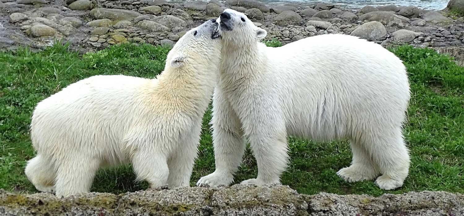 Polar Bear Cubs to move Detroit Zoo