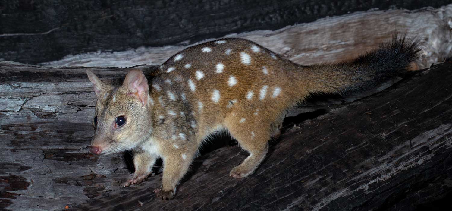 Australian Wildlife Conservancy (AWC) Quoll Release