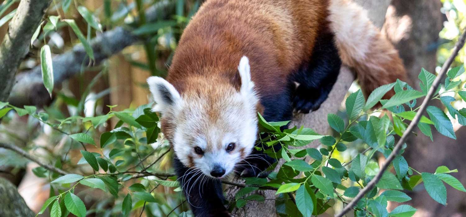 Red Panda Zoo Atlanta