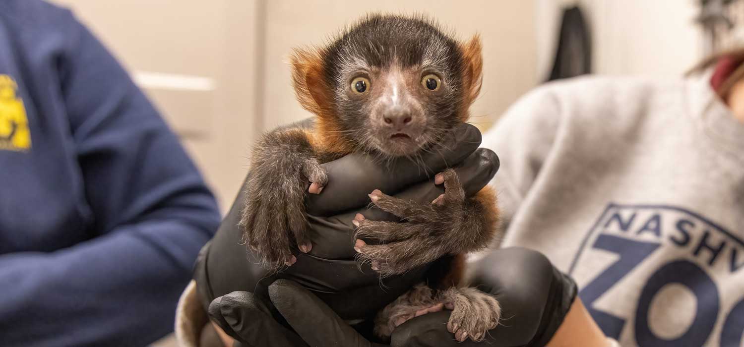 Red Ruffed Lemur Infant at Nashville Zoo