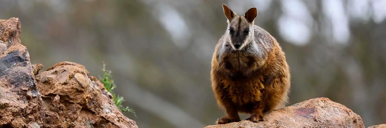 Brush-tailed Rock Wallaby Flight Aussie Ark