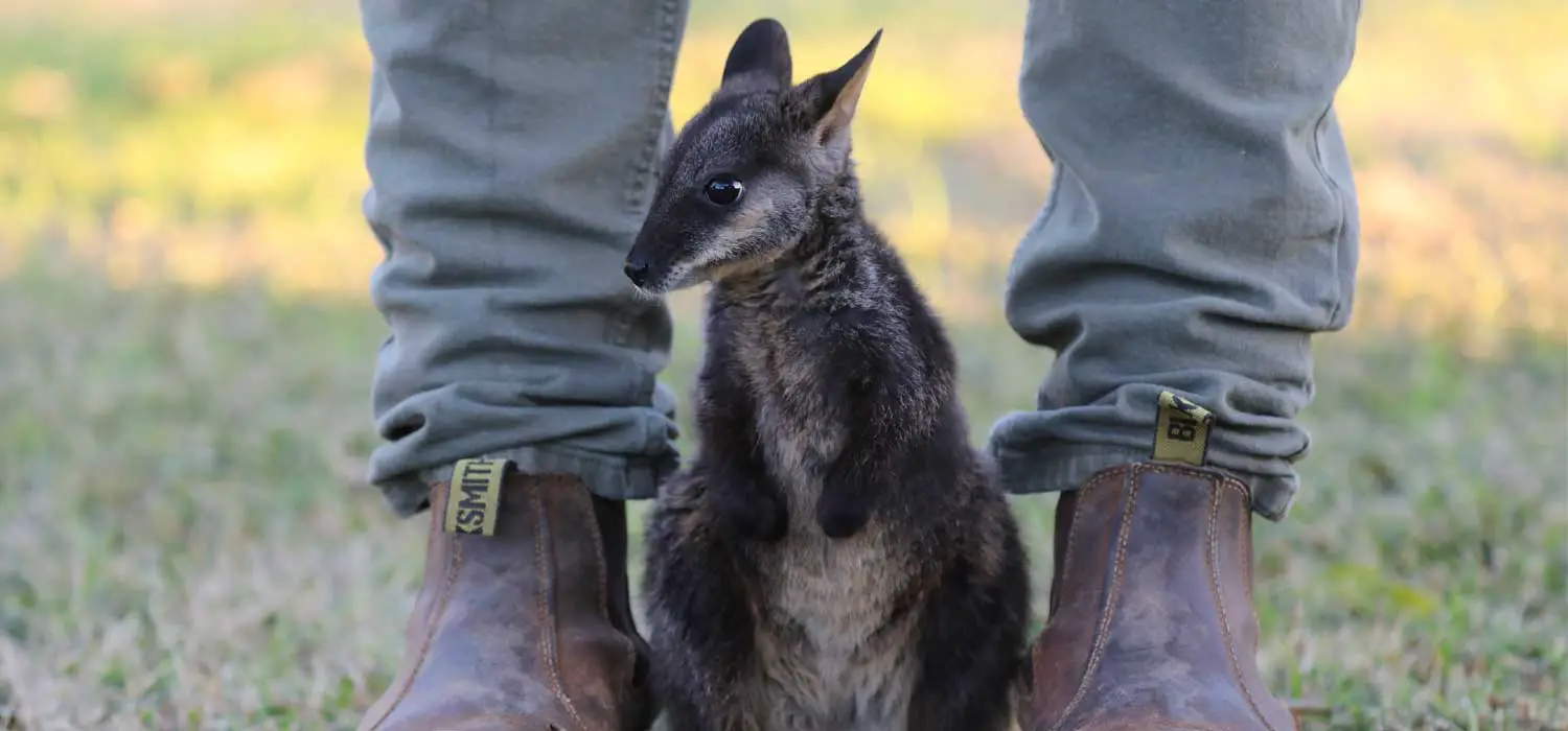 Rocket the Rock Wallaby at Aussie Ark