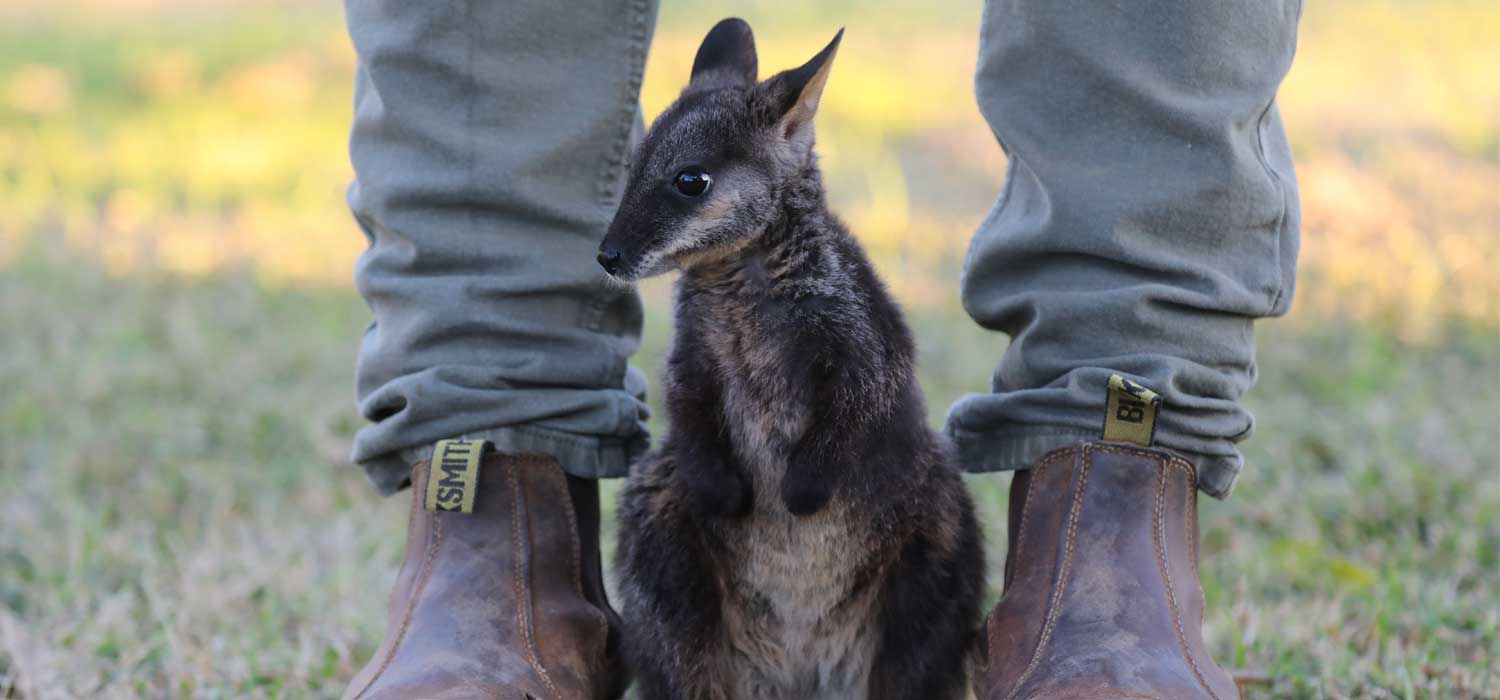 Rocket the Rock Wallaby at Aussie Ark