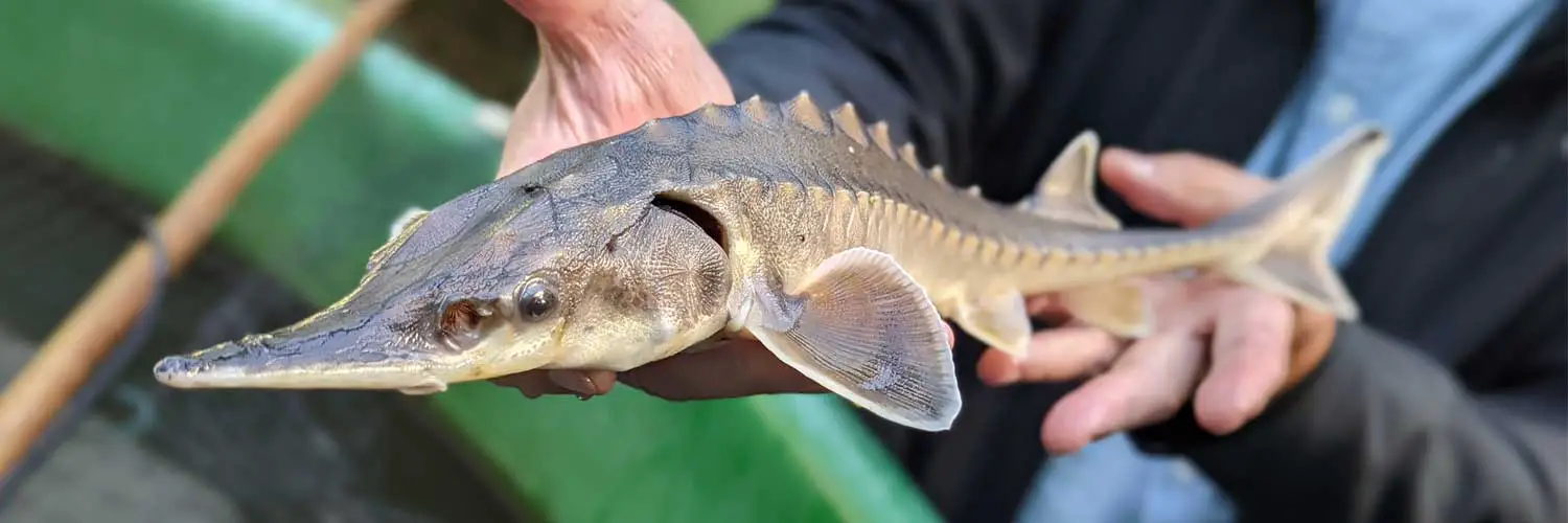 Royal Sturgeon Conservation at ZSL London Zoo