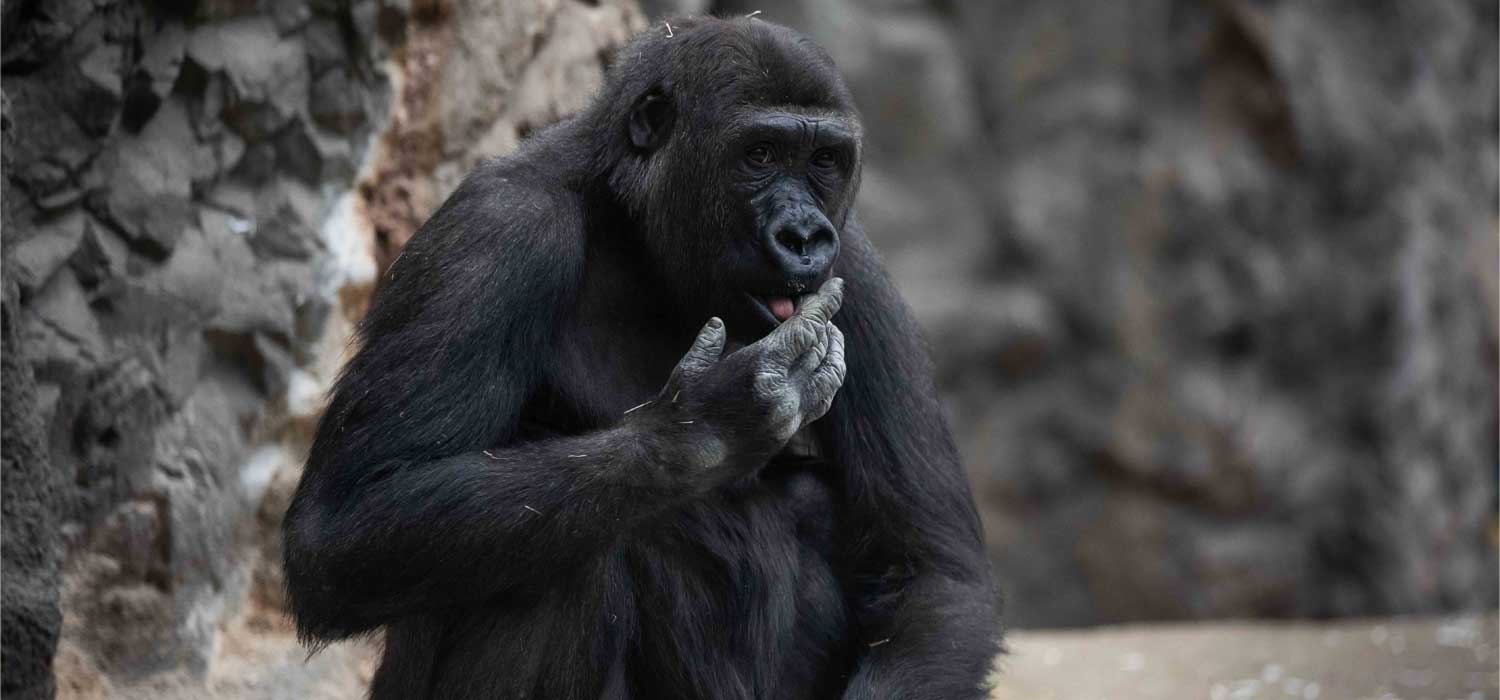 New Gorilla, Kayin Joins Saint Louis Zoo Family The Animal Facts