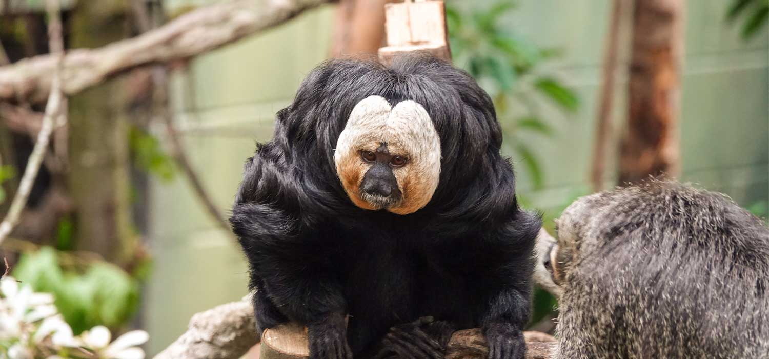 Saki Monkeys Rainforest Life ZSL London Zoo