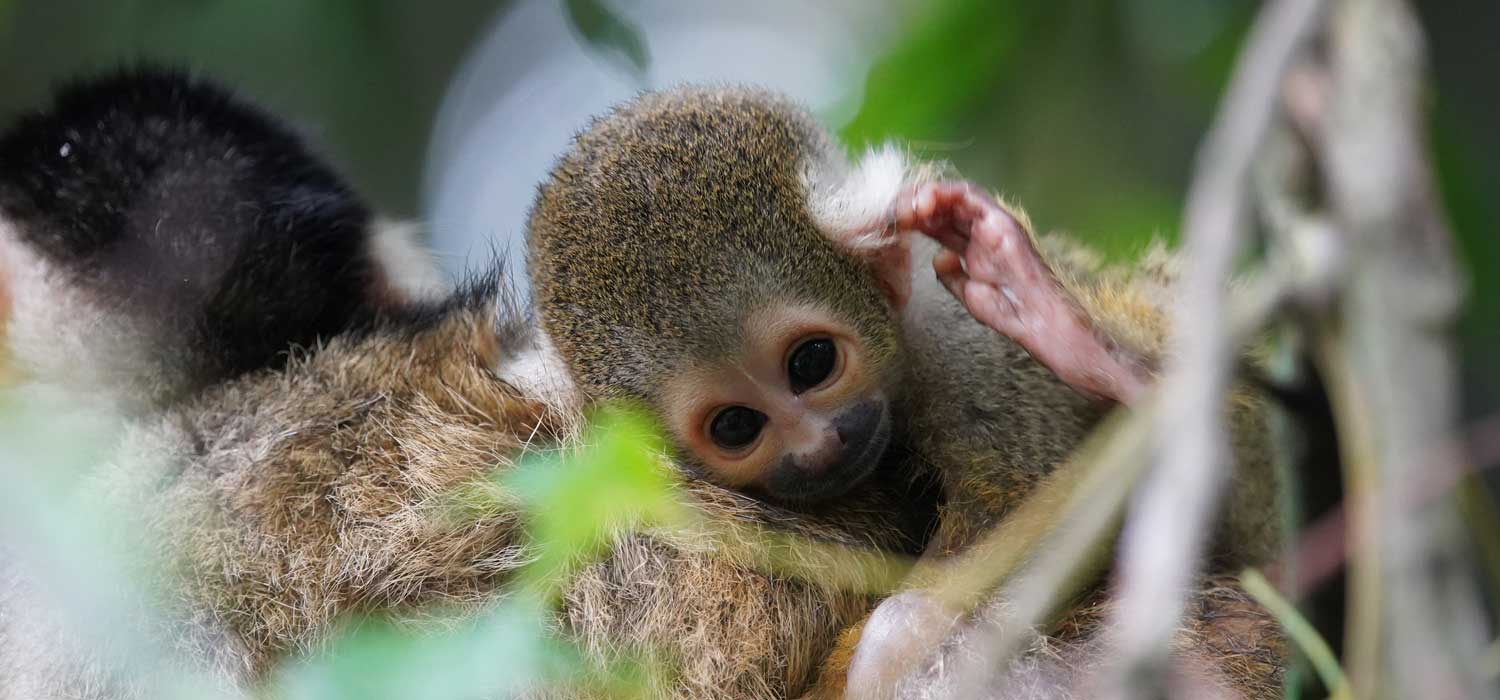 Squirrel Monkey Infants Taronga Zoo