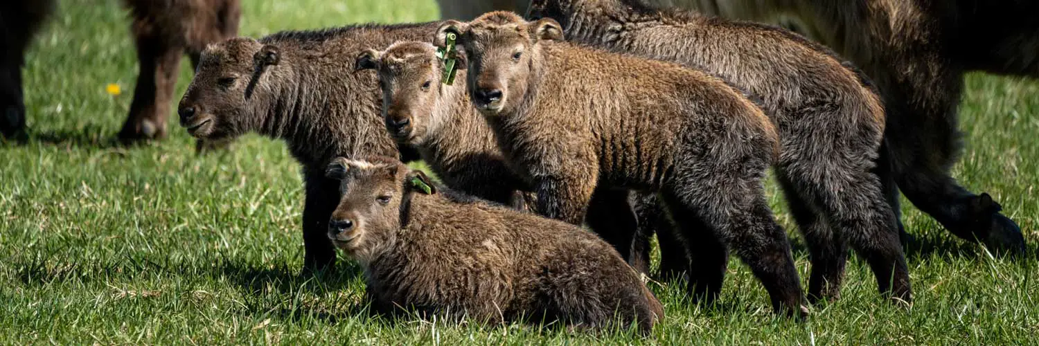 Takin and Pere David Deer Babies at The Wilds