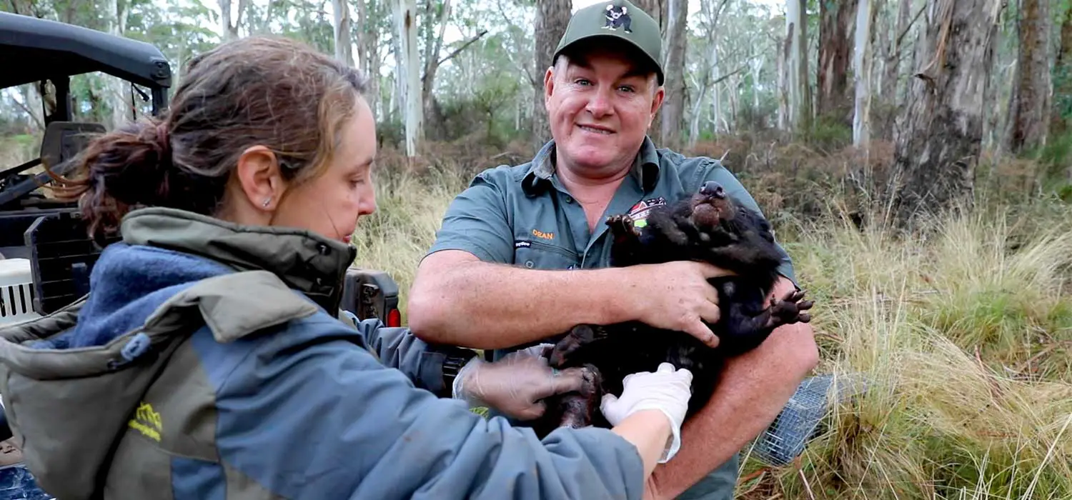 Tasmanian Devil Joeys at Aussie Ark