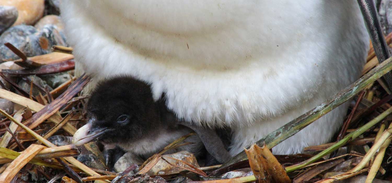 Whipsnade Zoo Baby Boom