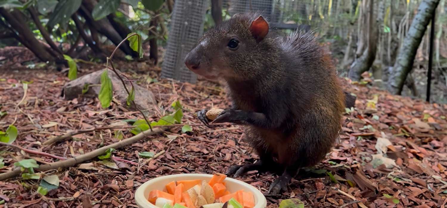 Red-Rumped Agoutis arrive at Perth Zoo