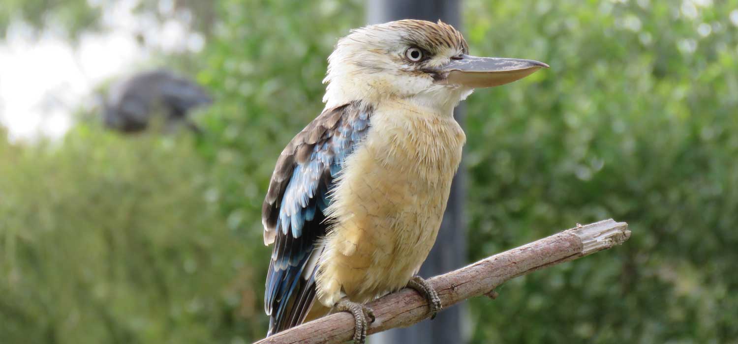 BlueWinged Kookaburra The Animal Facts Appearance, Diet