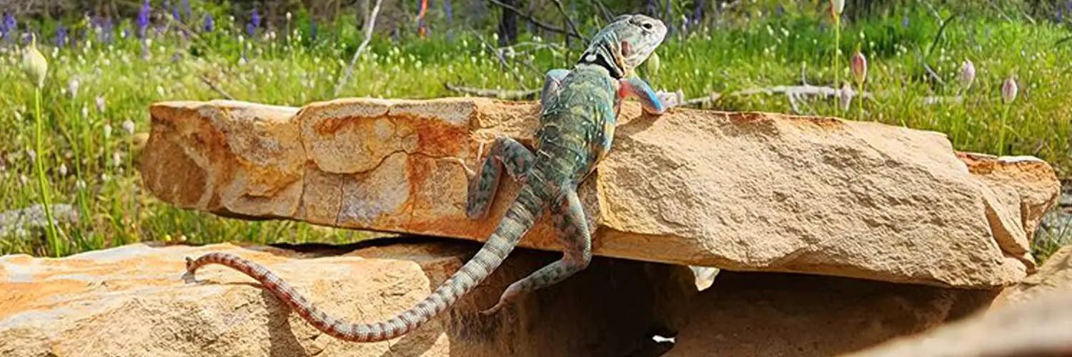 Collared Lizard Release Arkansas Game and Fish Commission