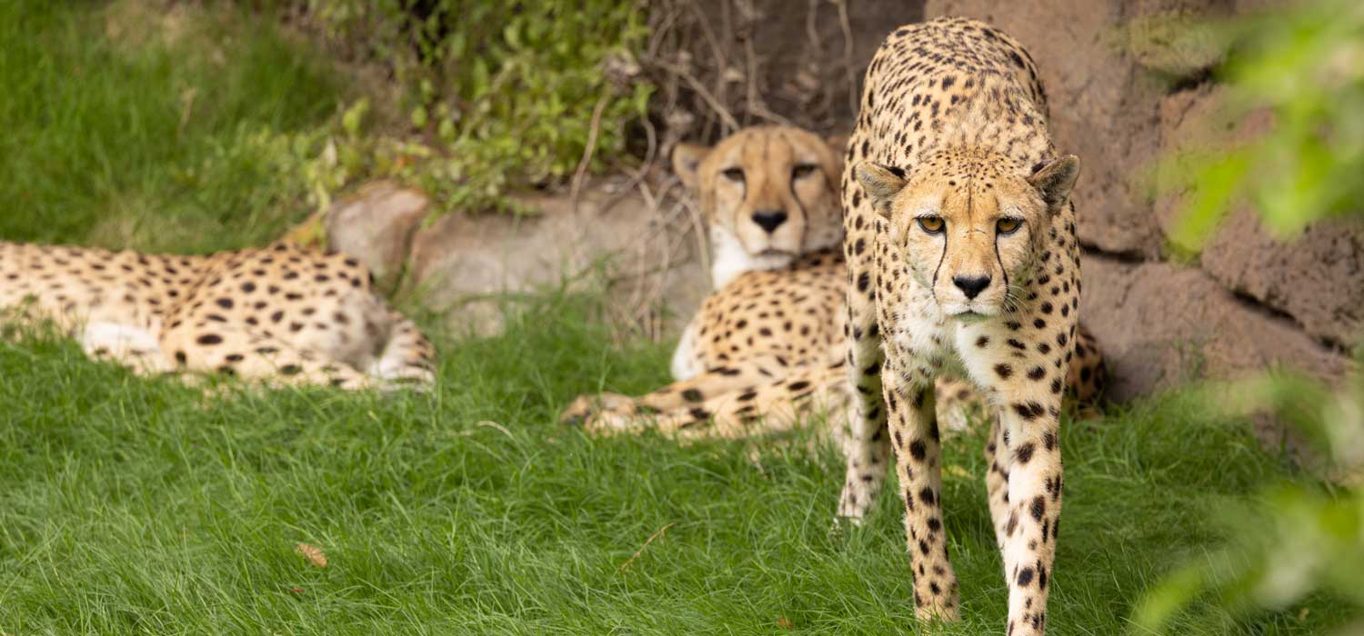 Fort Worth Zoo Predators Exhibit