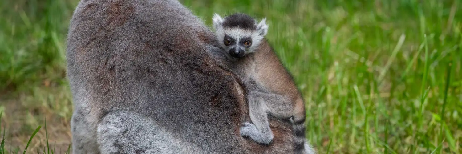Ring-Tailed Lemur Infant Potter Park Zoo