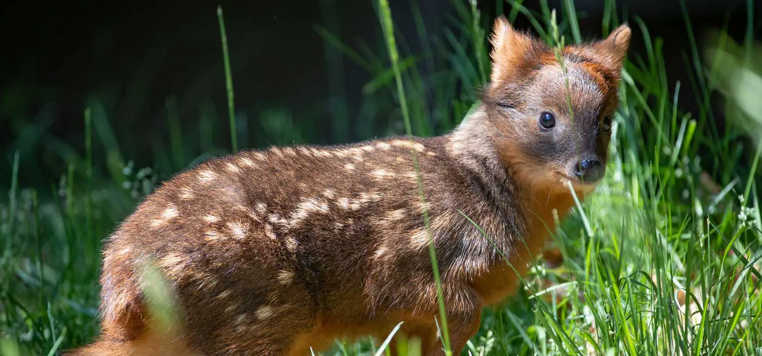Southern Pudu Fawn Woodland Park Zoo