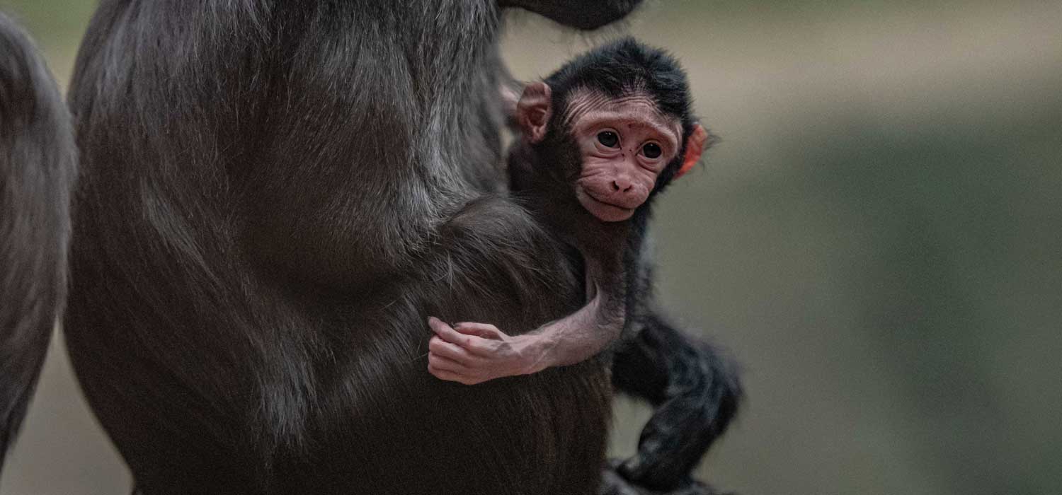 Sulawesi Crested Macaque Infant at Chester Zoo