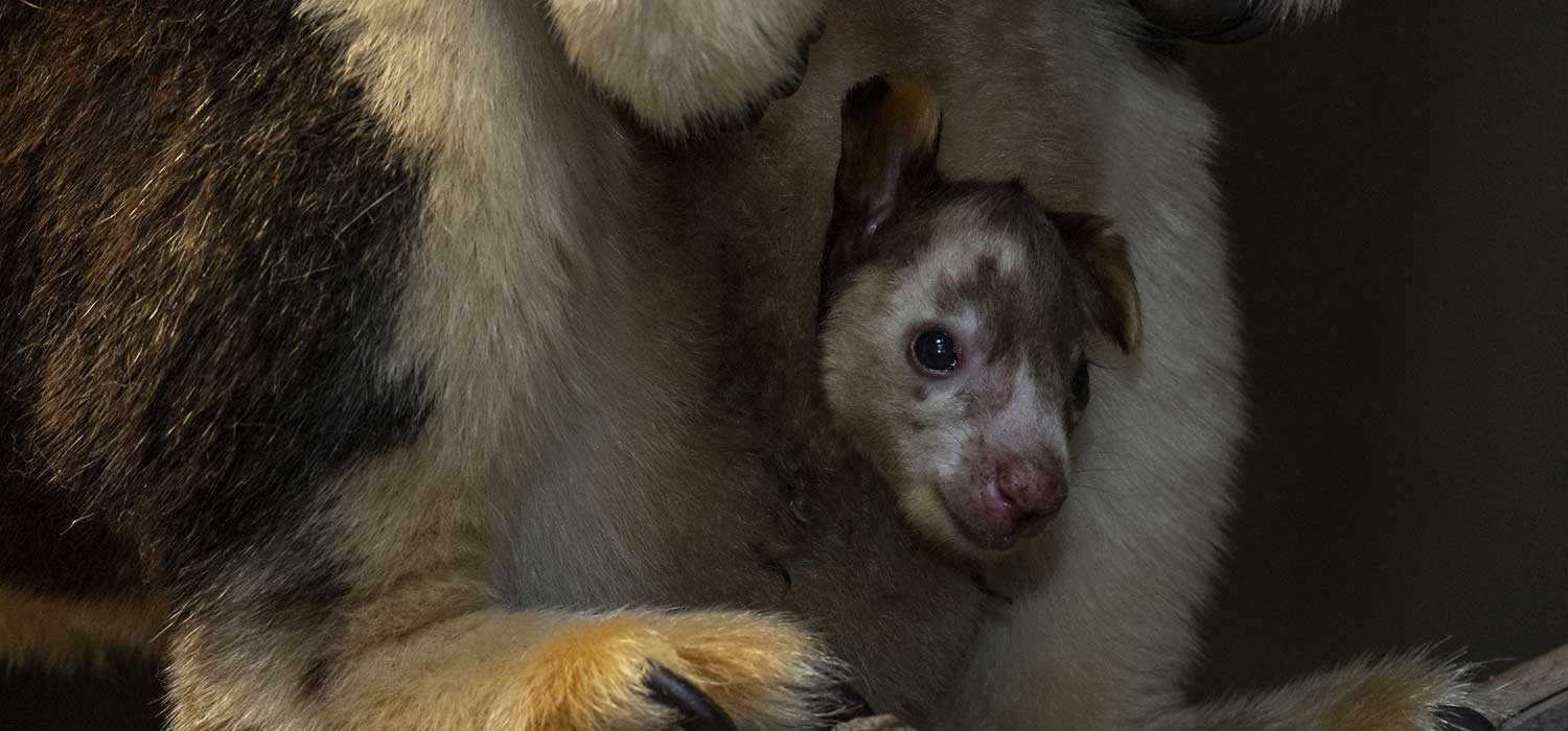 San Diego Zoo Safari Park Tree Kangaroo Joey