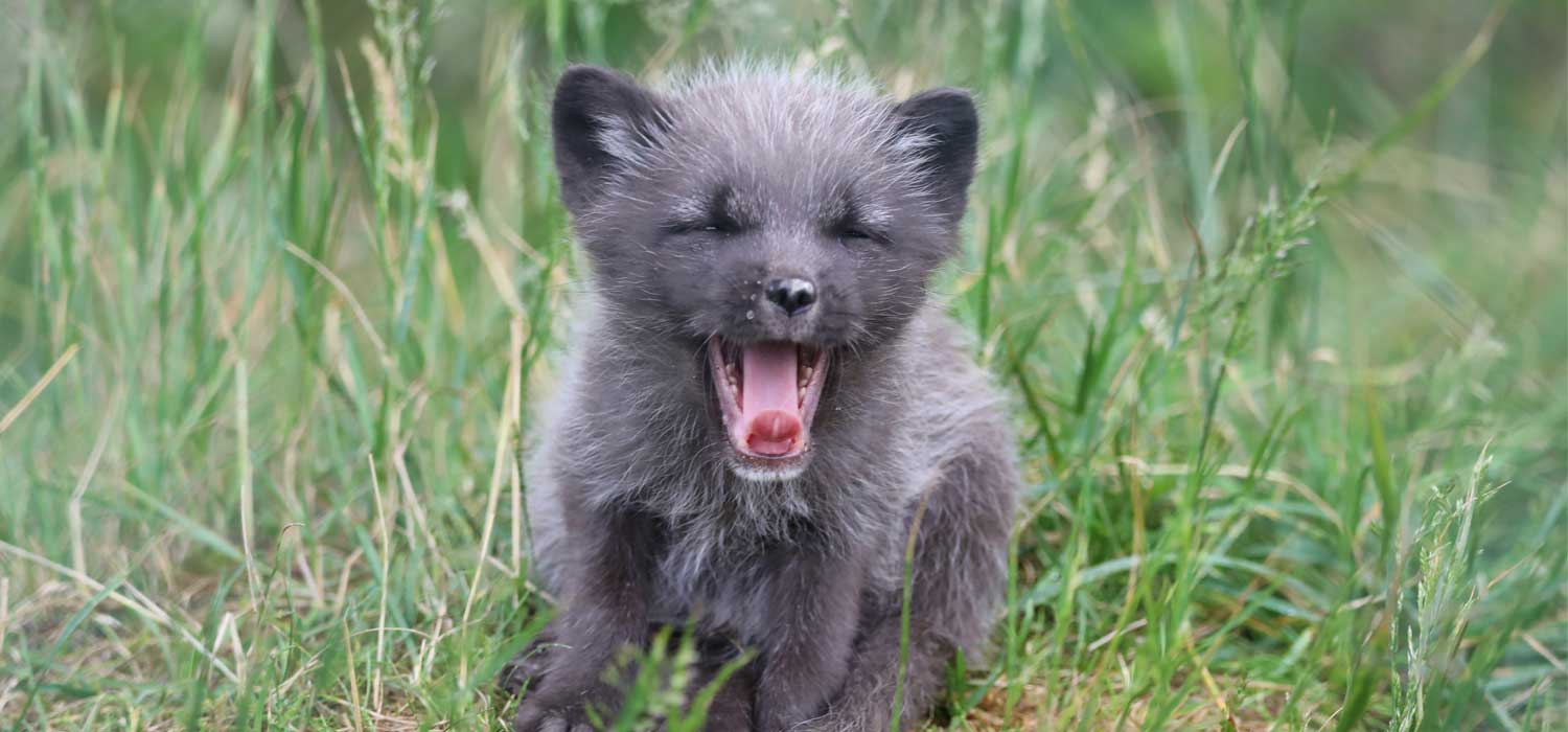 Arctic Fox Cubs at Highland Wildlife Park