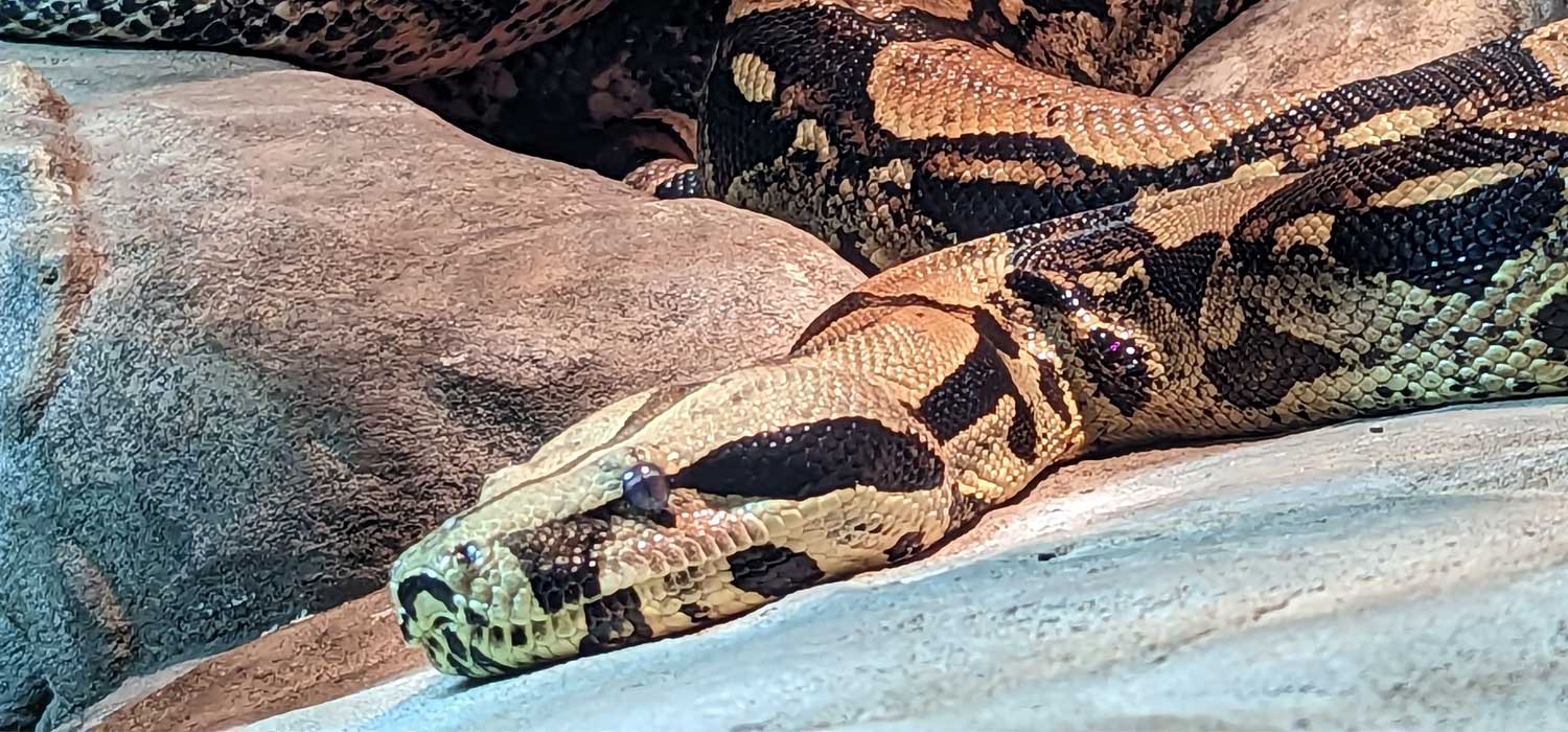 Boa Constrictor - Facts, Diet, Habitat & Pictures on