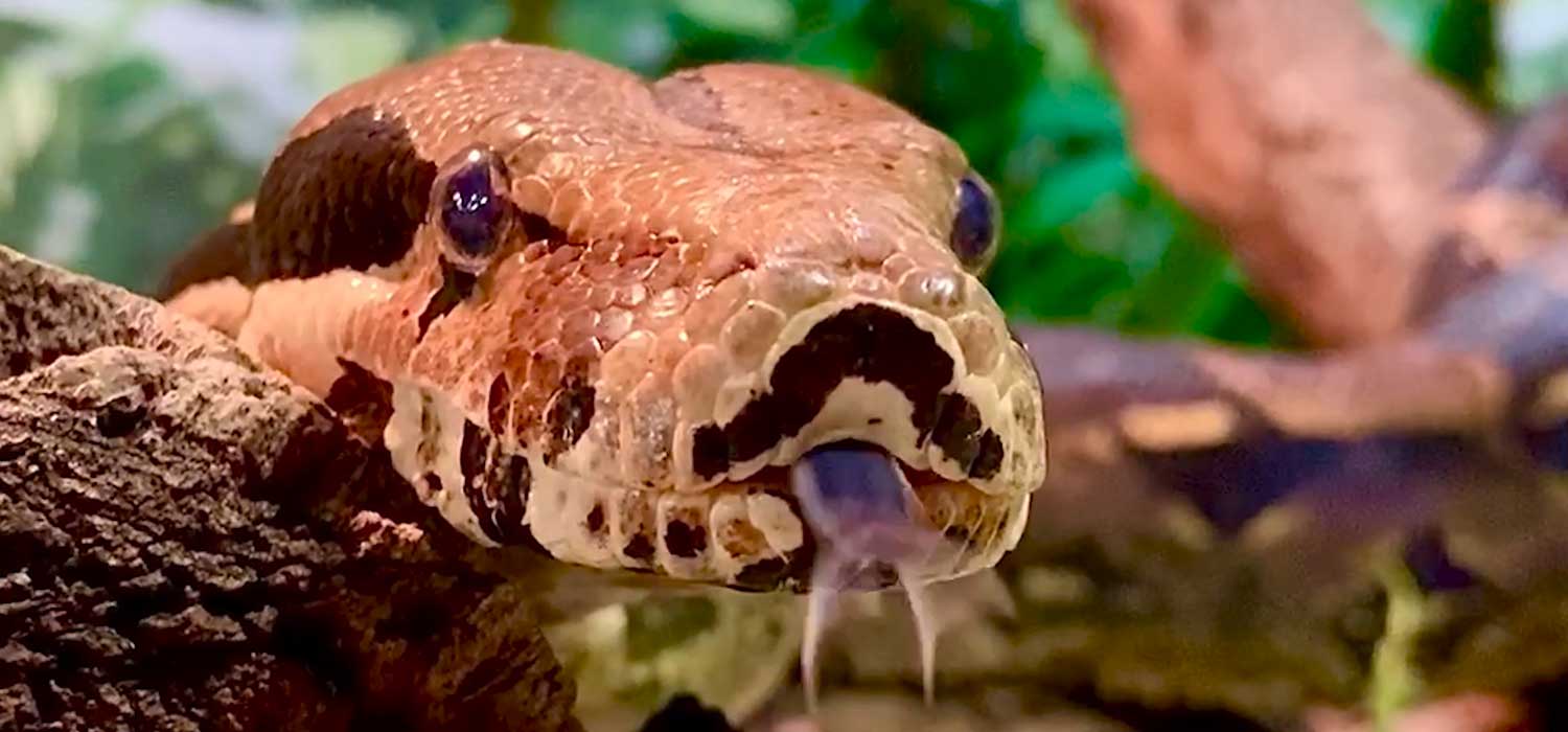 Boa Constrictor Ssslithers in to Perth Zoo Vet Hospital The Animal Facts